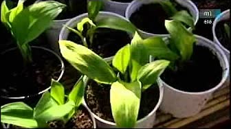 Könnyen tartható fűszernövények balkonra és kertbe